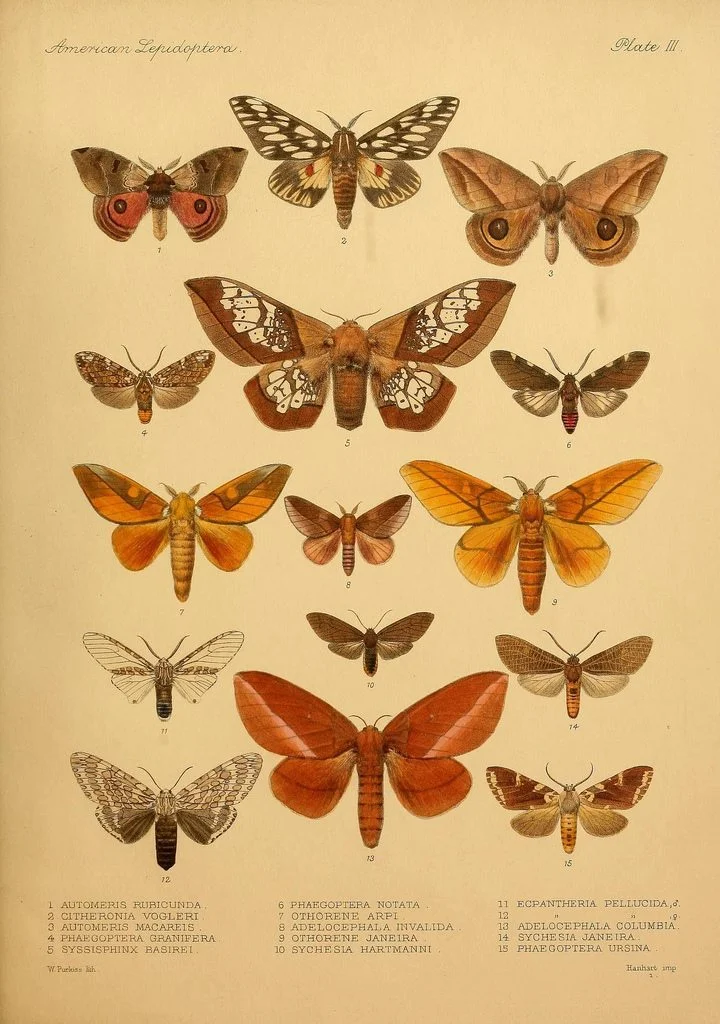 Planche naturaliste rétro illustrant diverses espèces de papillons aux couleurs terreuses et ocres sur fond beige.