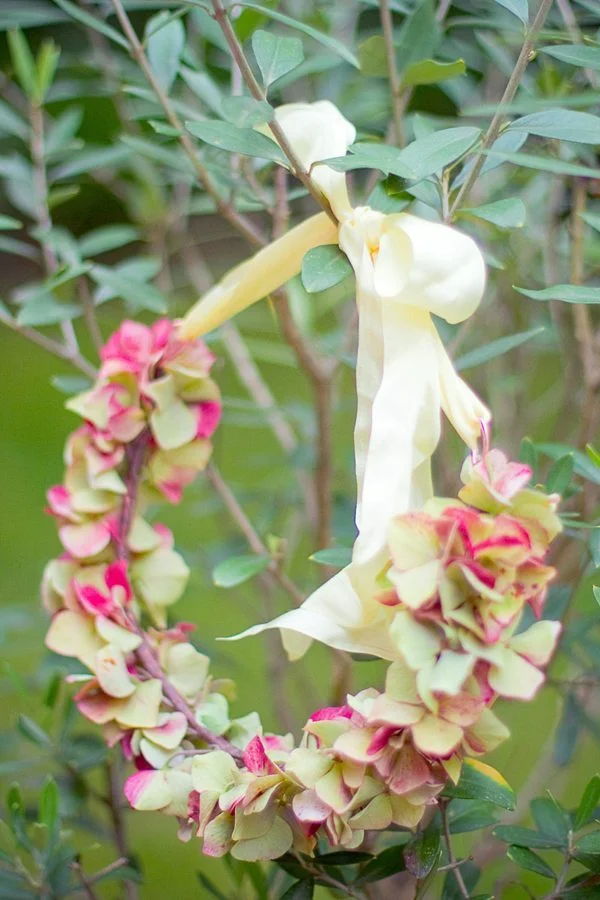 Couronne de fleurs roses et crème nouée avec un ruban blanc satiné dans un feuillage vert.