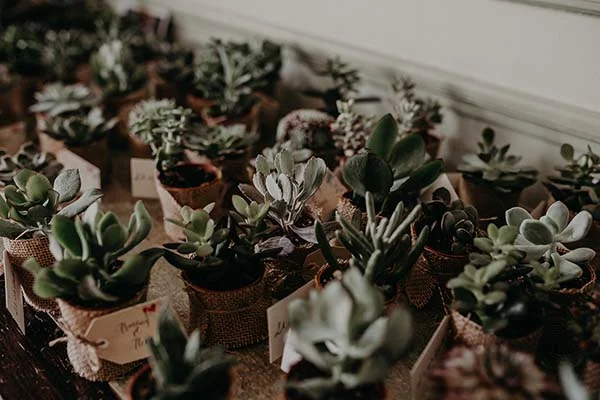 Petites succulentes dans des pots en toile de jute avec étiquettes, pour une décoration de mariage naturelle et bohème.