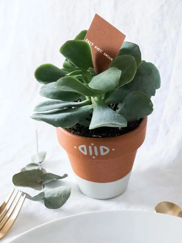 Un pot en terre cuite décoratif avec une plante succulente, accompagné d'un élégant plateau blanc et de fourchettes or,