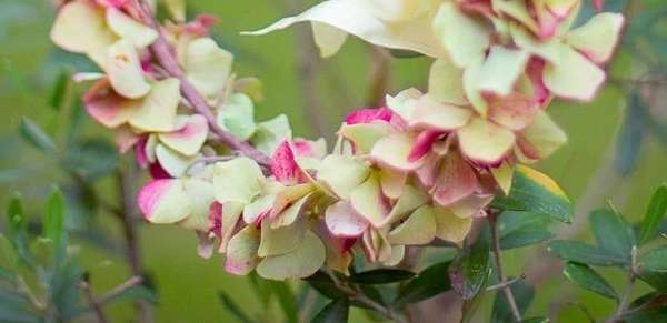 DIY - Les hortensias de Claire