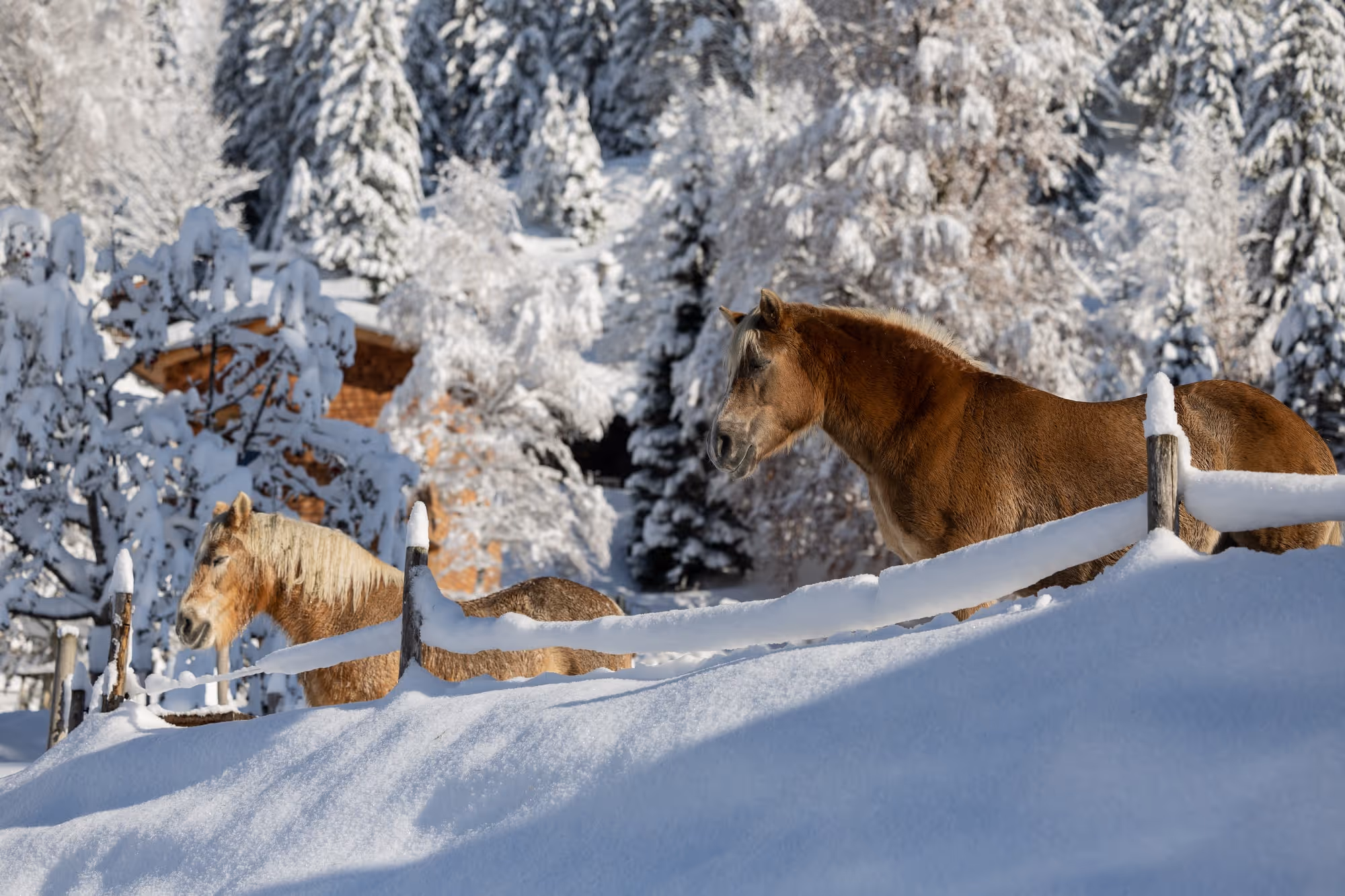 Winterlicher Pferdehof im Schnee in der Umgebung des Tannerhof Bayrischzell