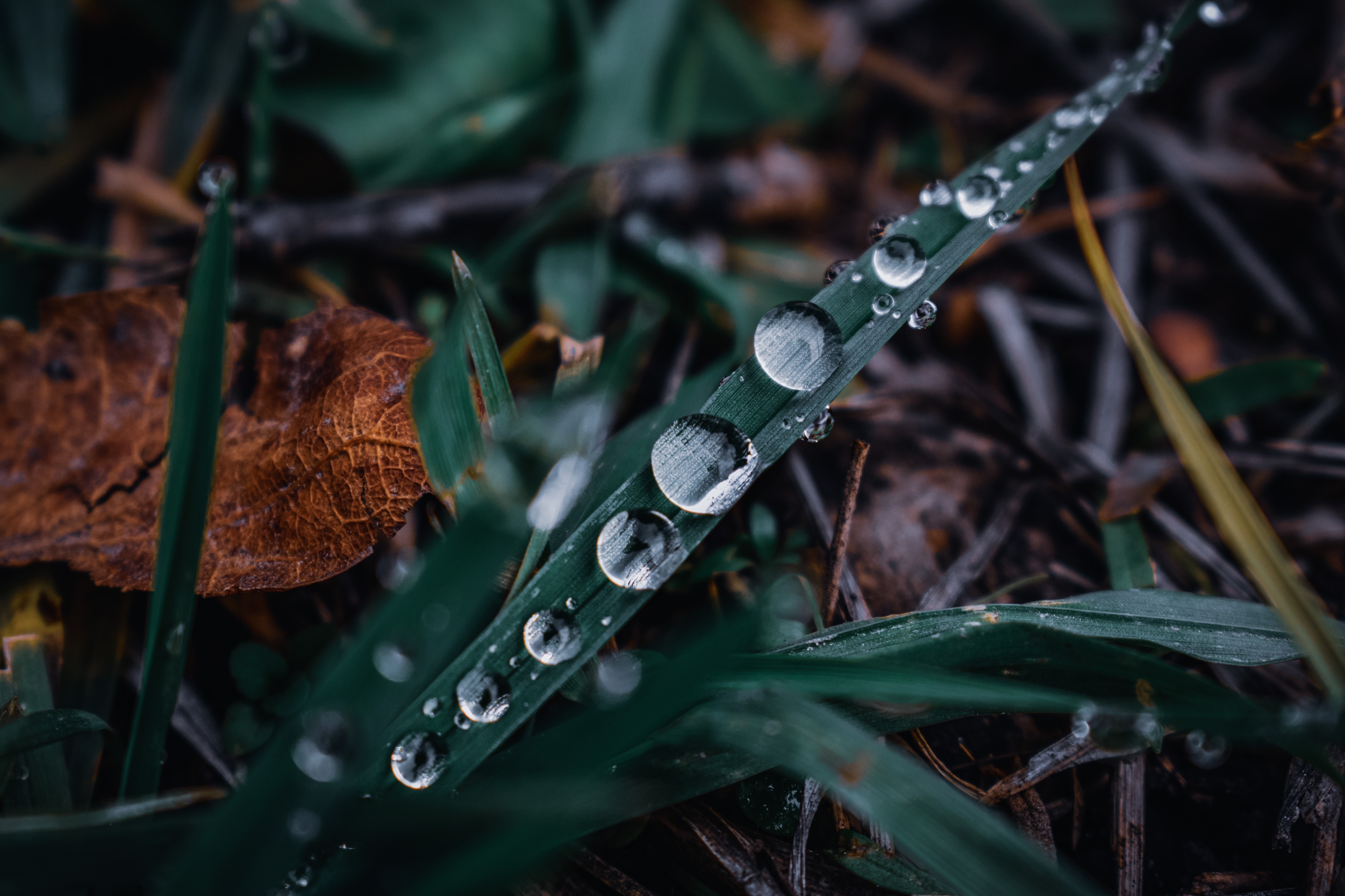 Grass with water droplets