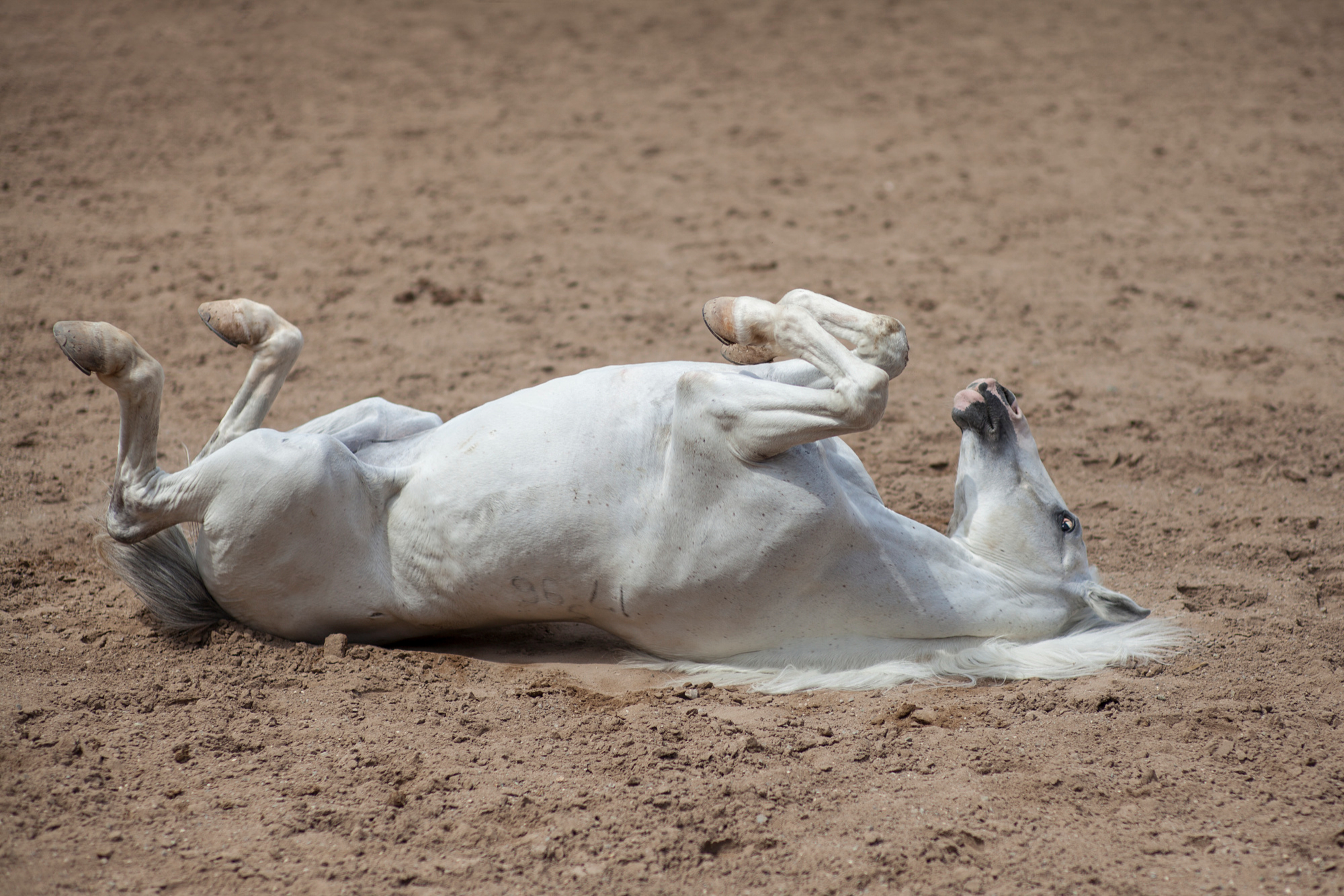 White horse rolling