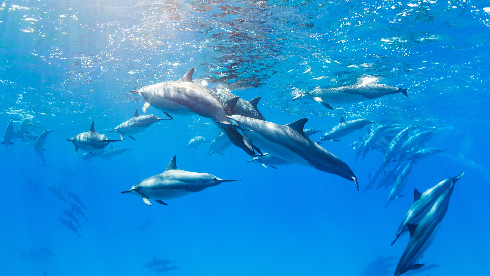 Pod of dolphins swimming underwater in clear blue ocean illuminated by sunlight.