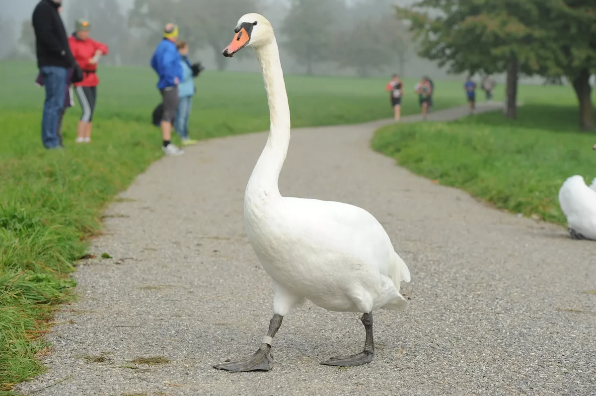 Ein Schwan so weiss wie Schnee: Wie von Gölä besungen, ist uns der Höckerschwan (Cygnus olor) bestens bekannt.