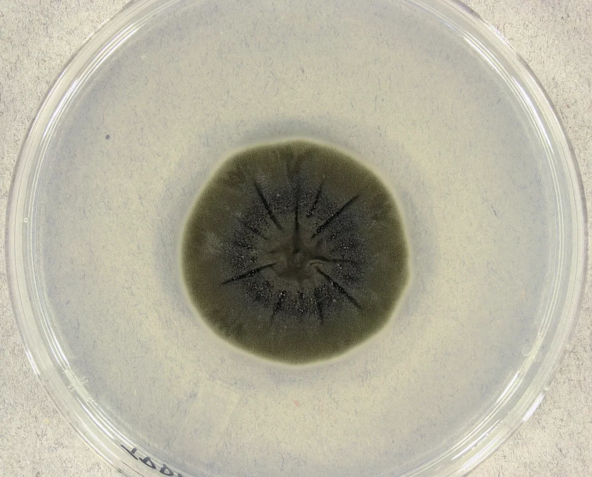 That's it: Cladosporium sphaerospermum in einer Petrischale.