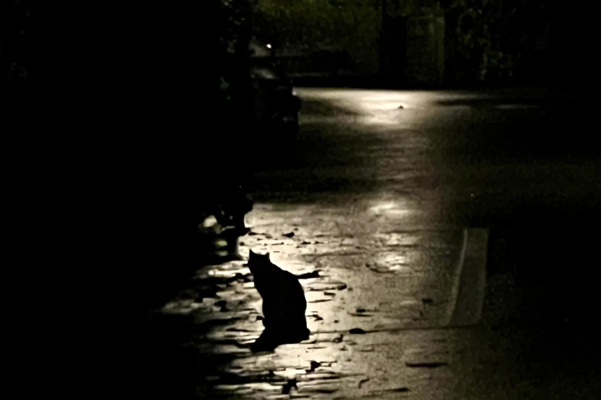 Obwohl diese Katze rot ist – in der Nacht sind bekanntlich alle Katzen schwarz. Im Konzept der Strahlenkatzen würden diese zu leuchten beginnen, ausgelöst durch Radioaktivität in der Umgebung.