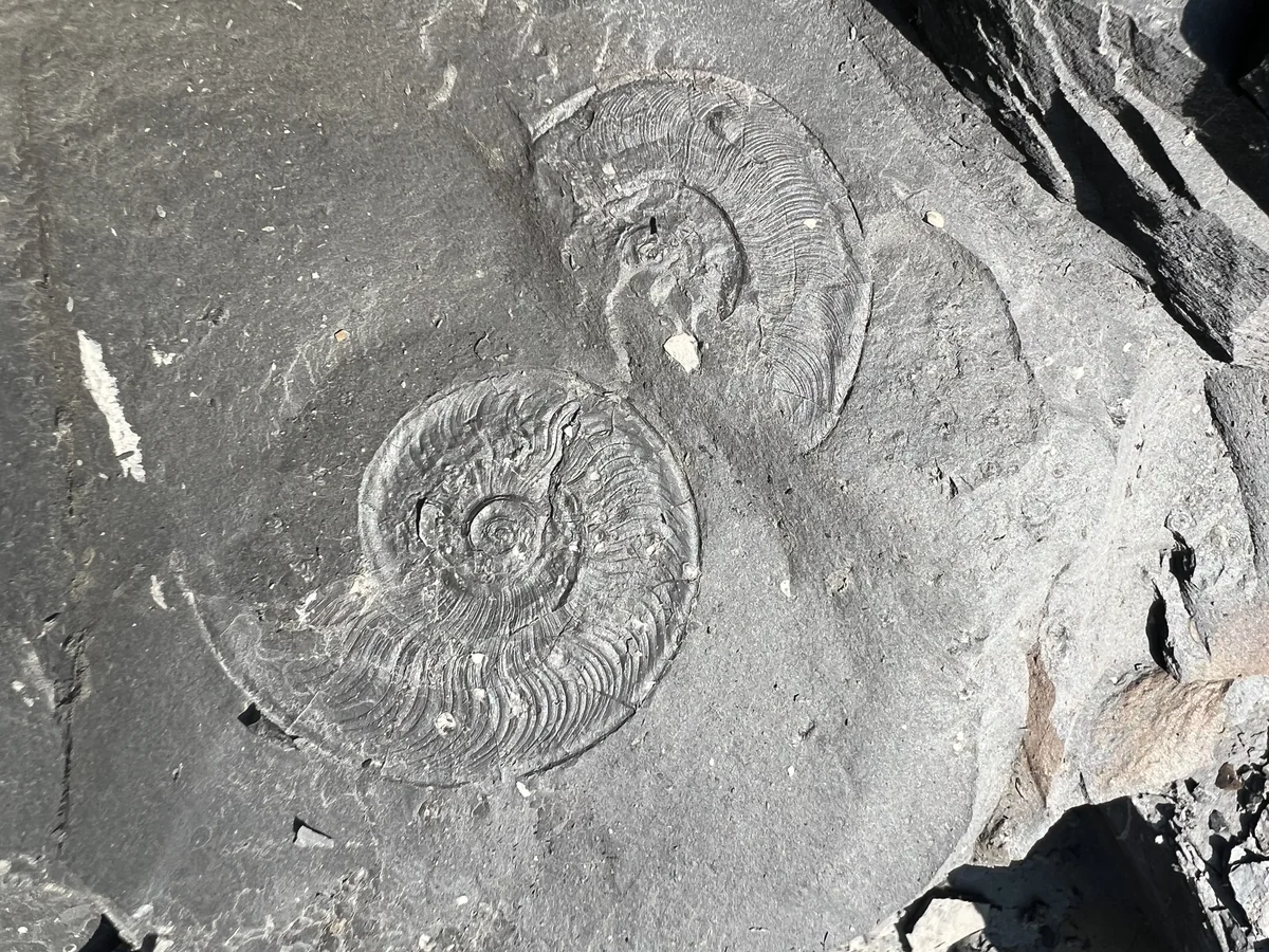 Der graue Opalinuston, hier mit zwei Abdrücken des namensgebenden Fossils Leioceras opalinum.