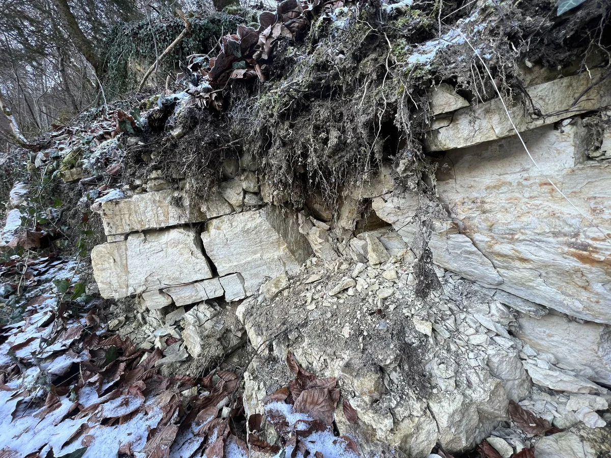 Muschelkalk im Wutachtal am Nordrand von Schaffhausen: Die Gesteinsschicht taucht von hier in südöstlicher Richtung ab in den tiefen Untergrund.