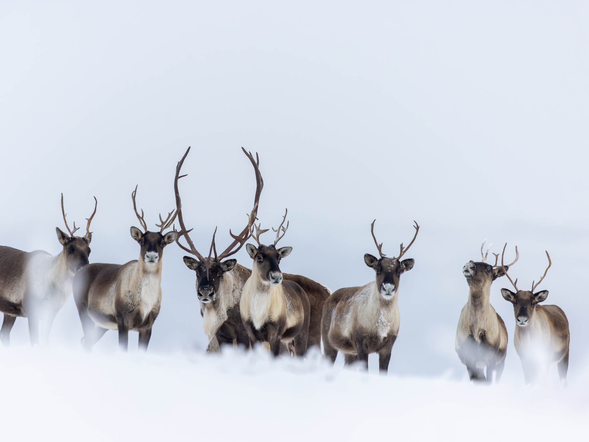 Norway — Arctic wilderness and dramatic coastline