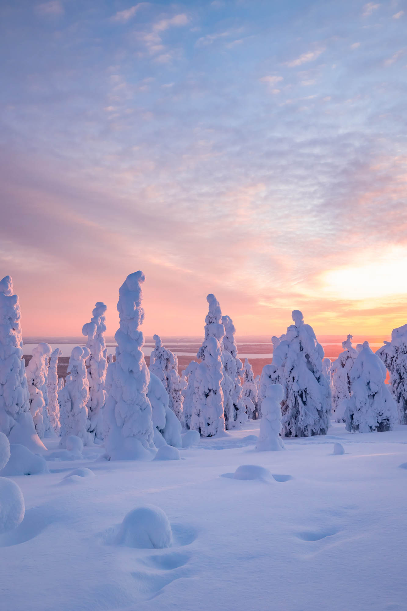 Finland — snow-laden trees glowing in the rose and amber light of a Finnish Lapland sunrise