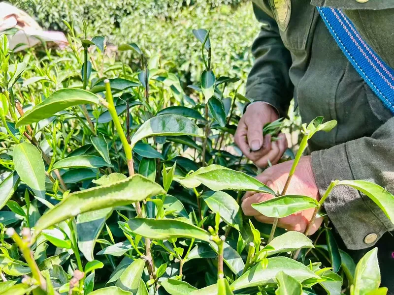 Hands picking single buds from tea bushes