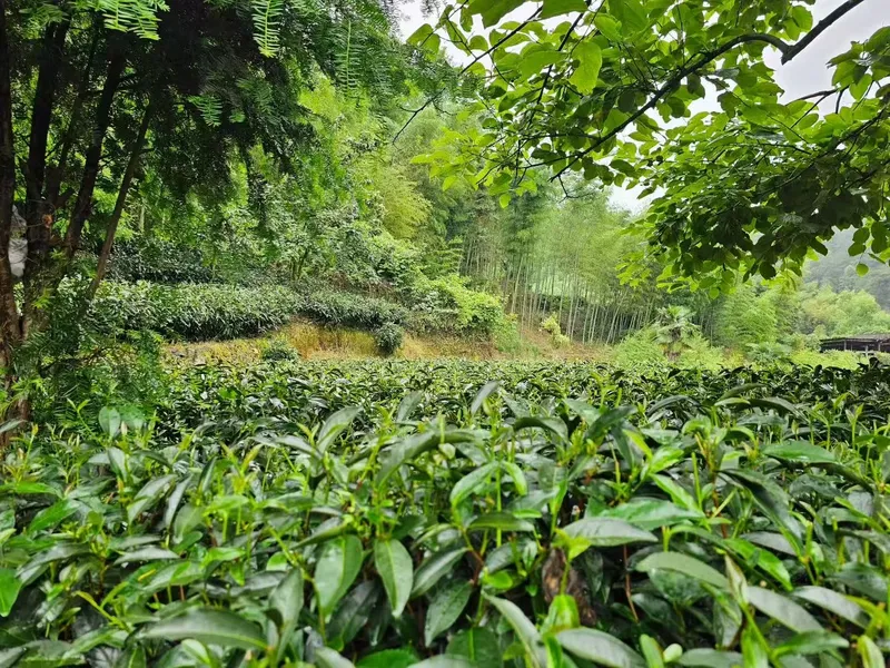 Tea garden at the edge of a bamboo forest, Zhenghe, Fujian