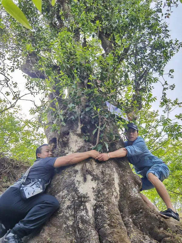 Two people reaching around the trunk of a very old tea tree