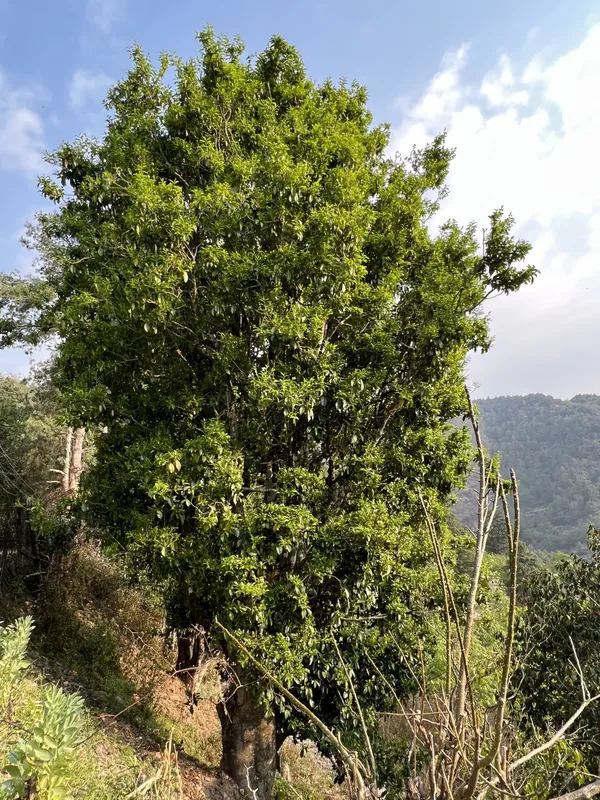 An old tea tree on a hillside, with forested mountains behind, Dali, Yunnan