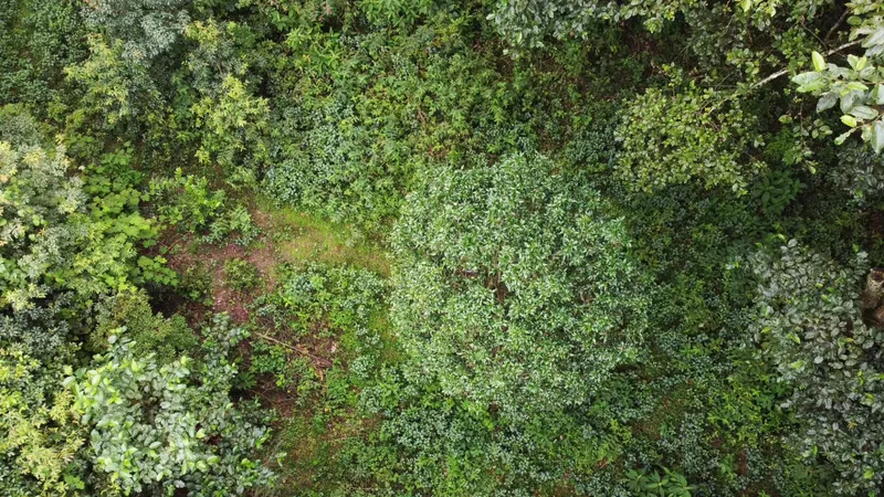 A single old tea tree within the forest, seen from above