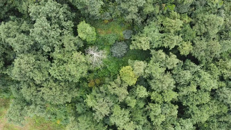Forest canopy from above, with tea trees growing among other trees