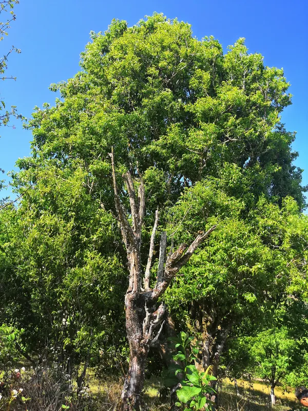 A tall old tea tree with a weathered, branching trunk