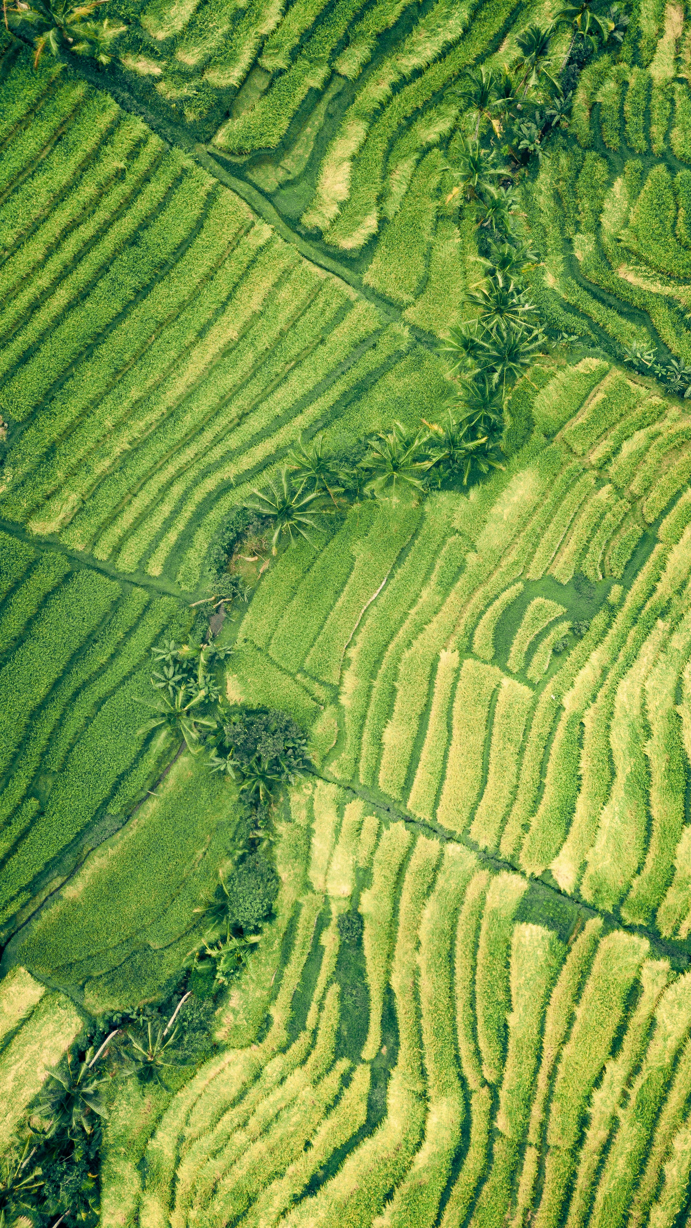Aerial view of green rice terraces with palm trees