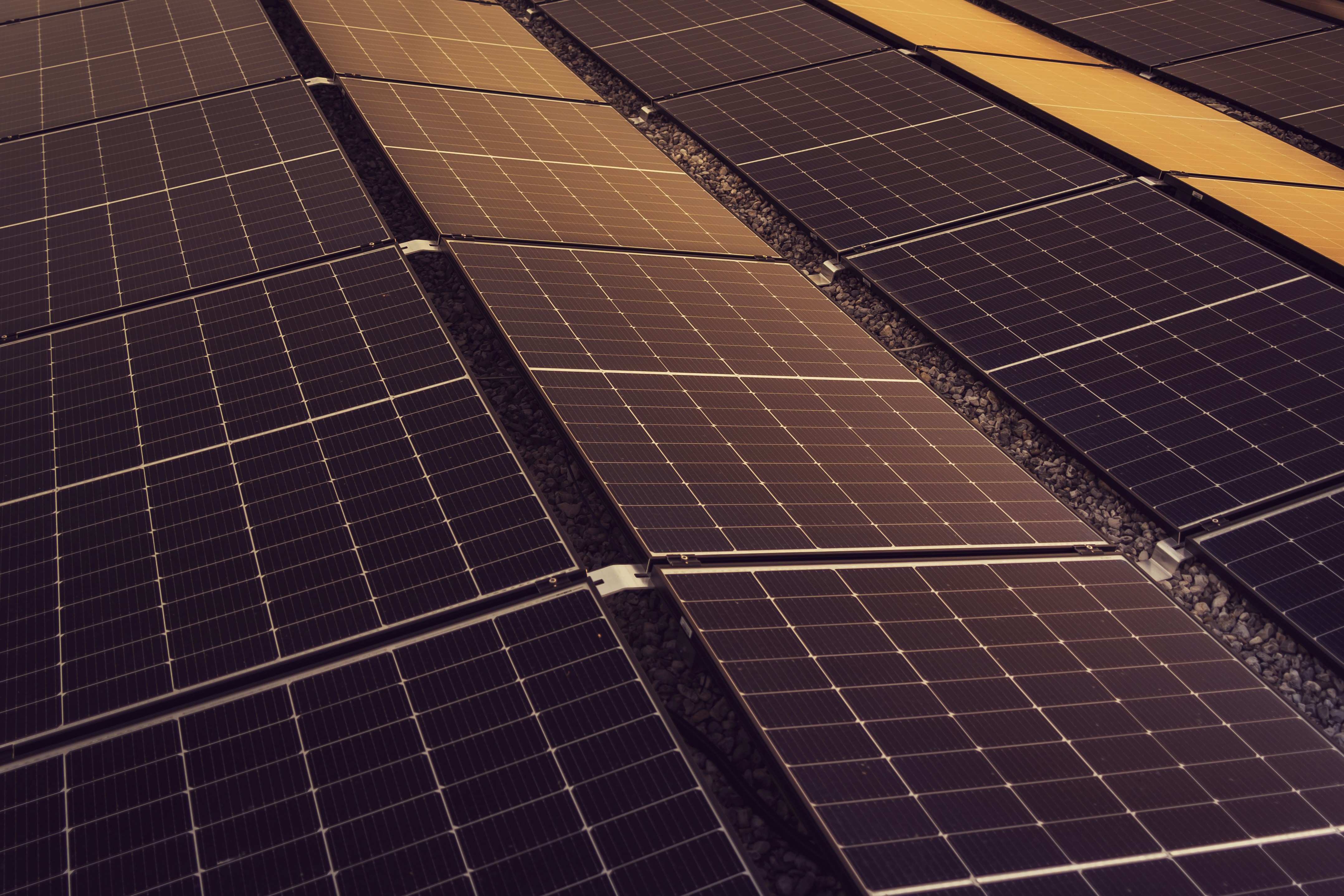 Rows of solar panels catching warm evening light