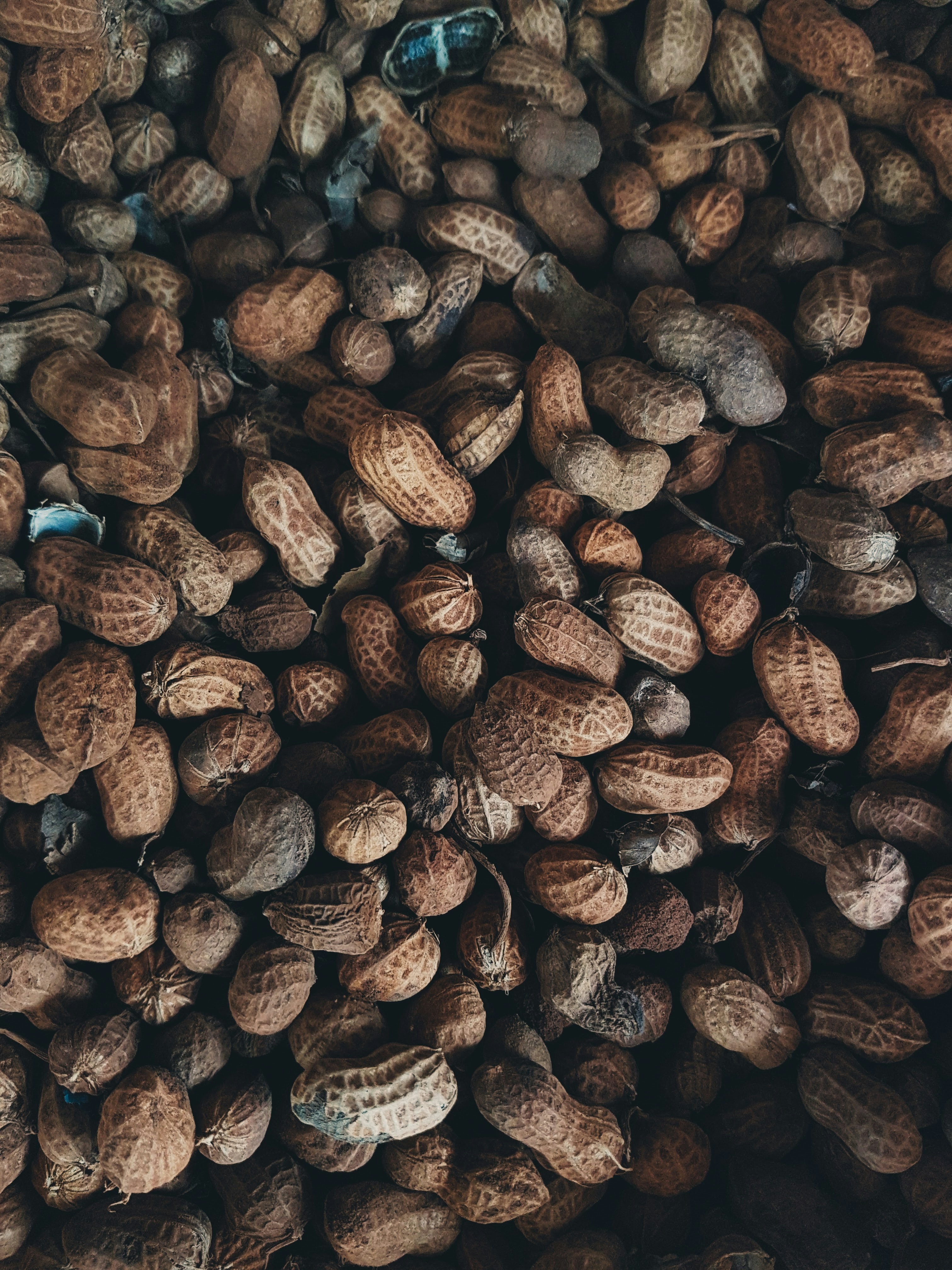 Freshly harvested unhusked peanuts