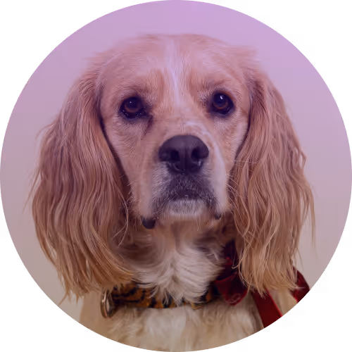 Foto von Louis de Jong