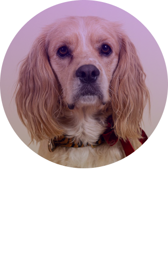 Foto von Louis de Jong