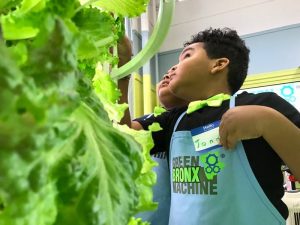 Tower Garden Salad