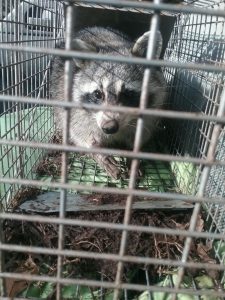 raccoon