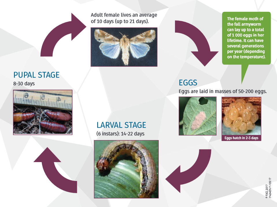 fall armyworms