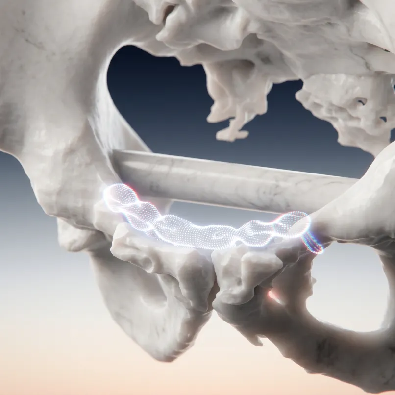 Hip & Pelvis Anatomical Models