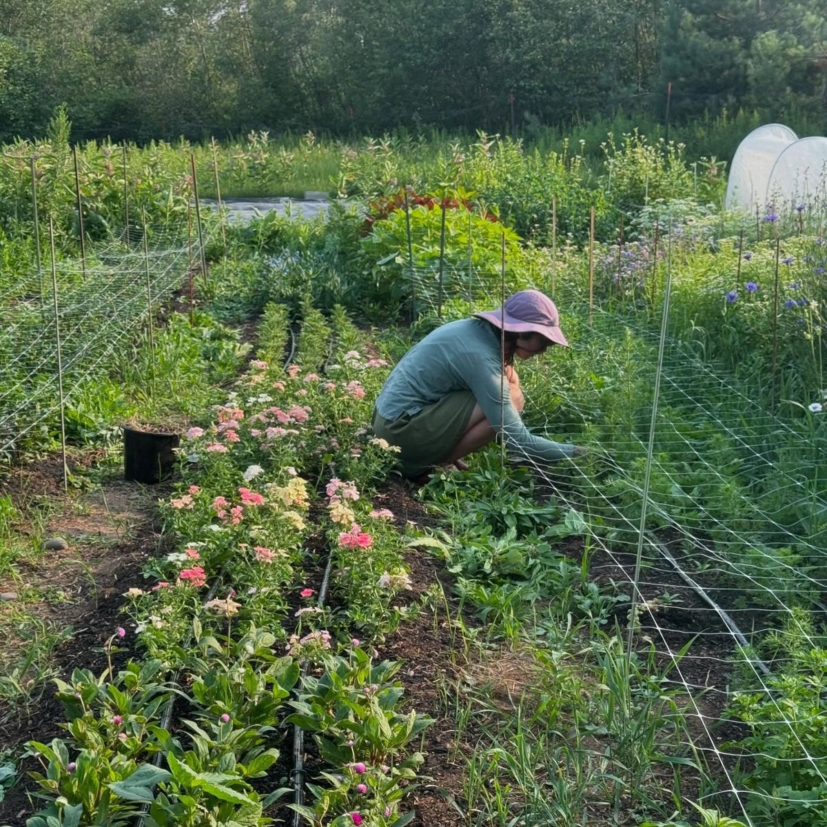 Person in a hat crouching and tending plants in a lush garden with flowers and greenery.