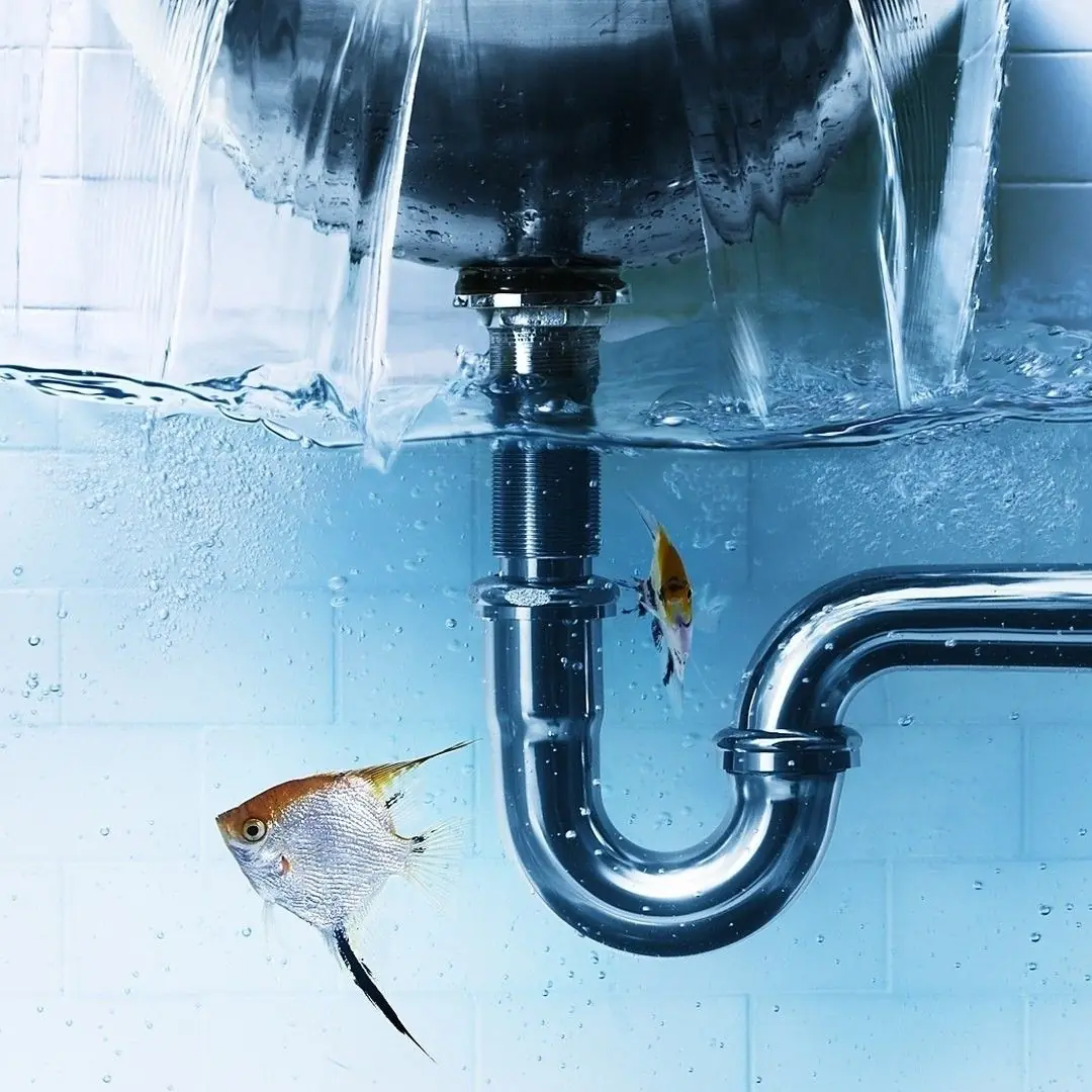 Two tropical fish swimming underwater around a chrome sink drain pipe with flowing water above.