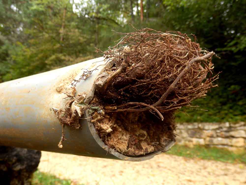 tree roots in sewer line