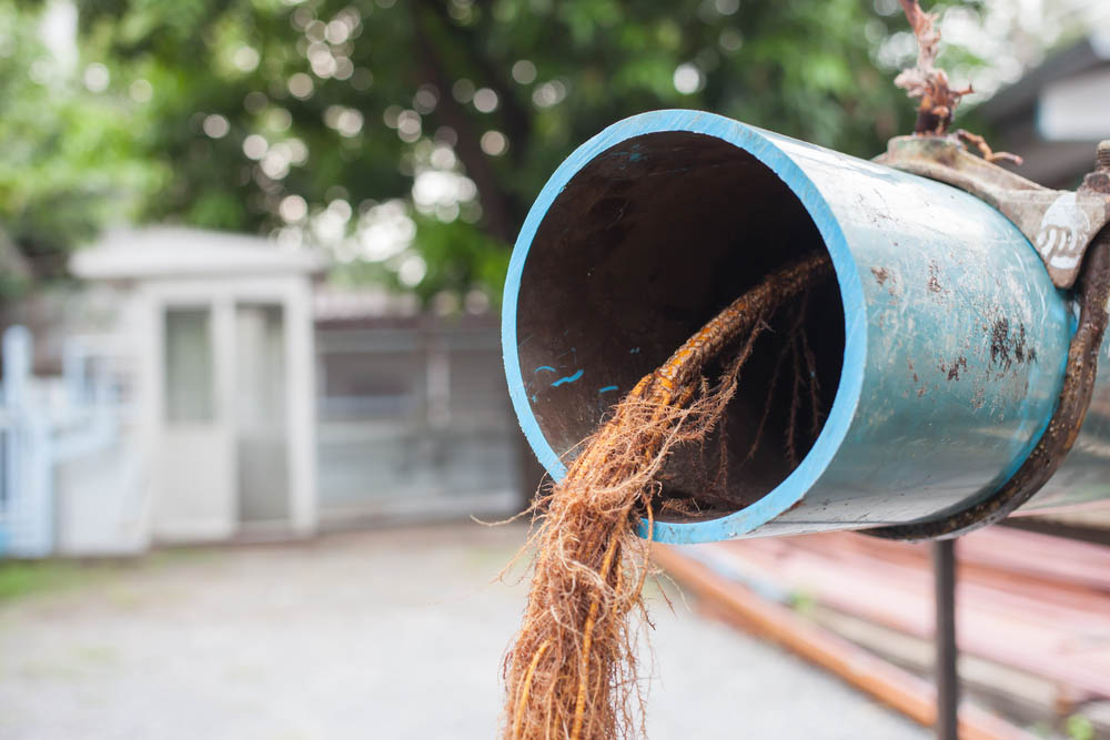 The Impact of Tree Roots on Your Water Line and How to Address the Issue