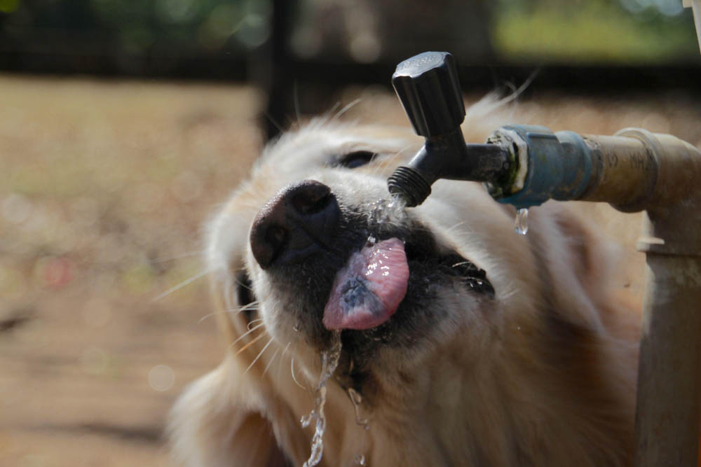dog drinking water
