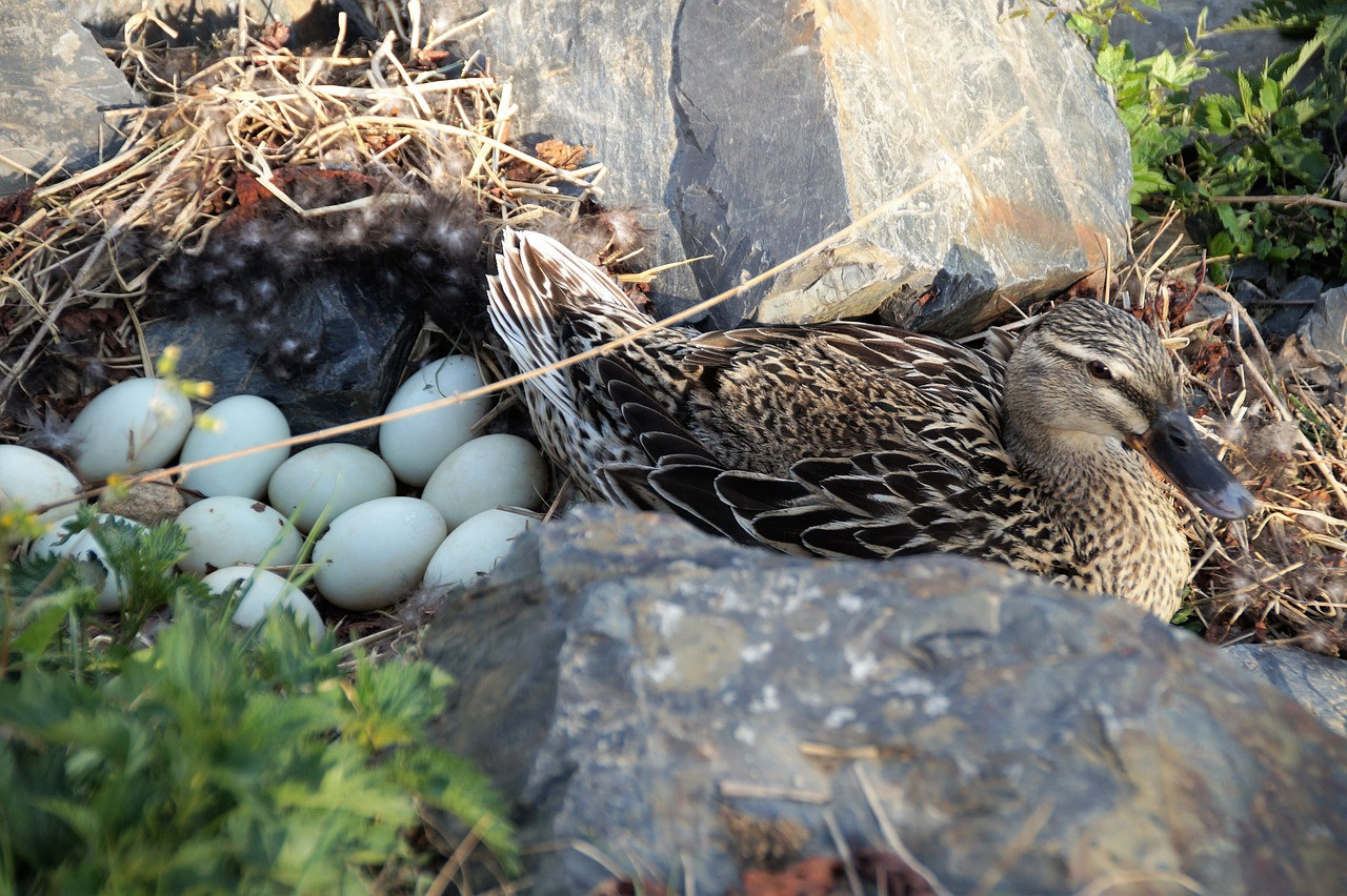 Farm-fresh eggs from Milkmaid's Market partner farms