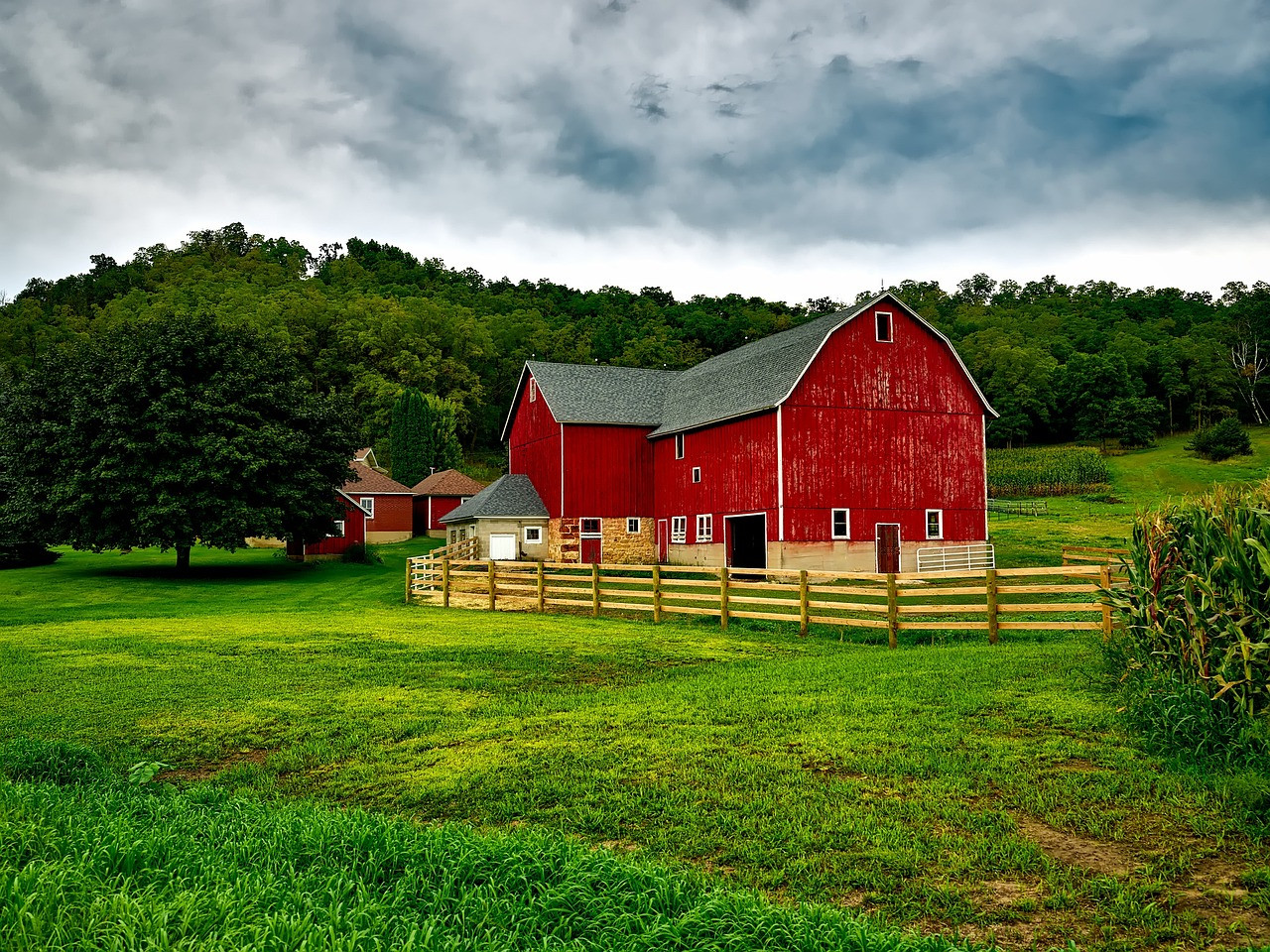 Milkmaid's Market — heritage cow on West Michigan pasture