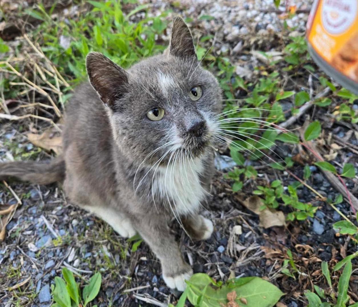 Page Paws animal rescue