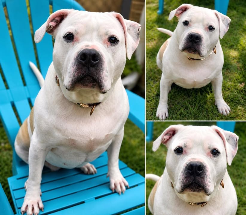 Local rescue and foster animals