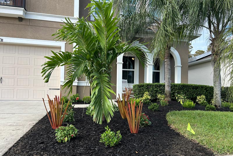 front yard landscape design with tropical plants and fresh mulch installation for residential home in Tampa Bay