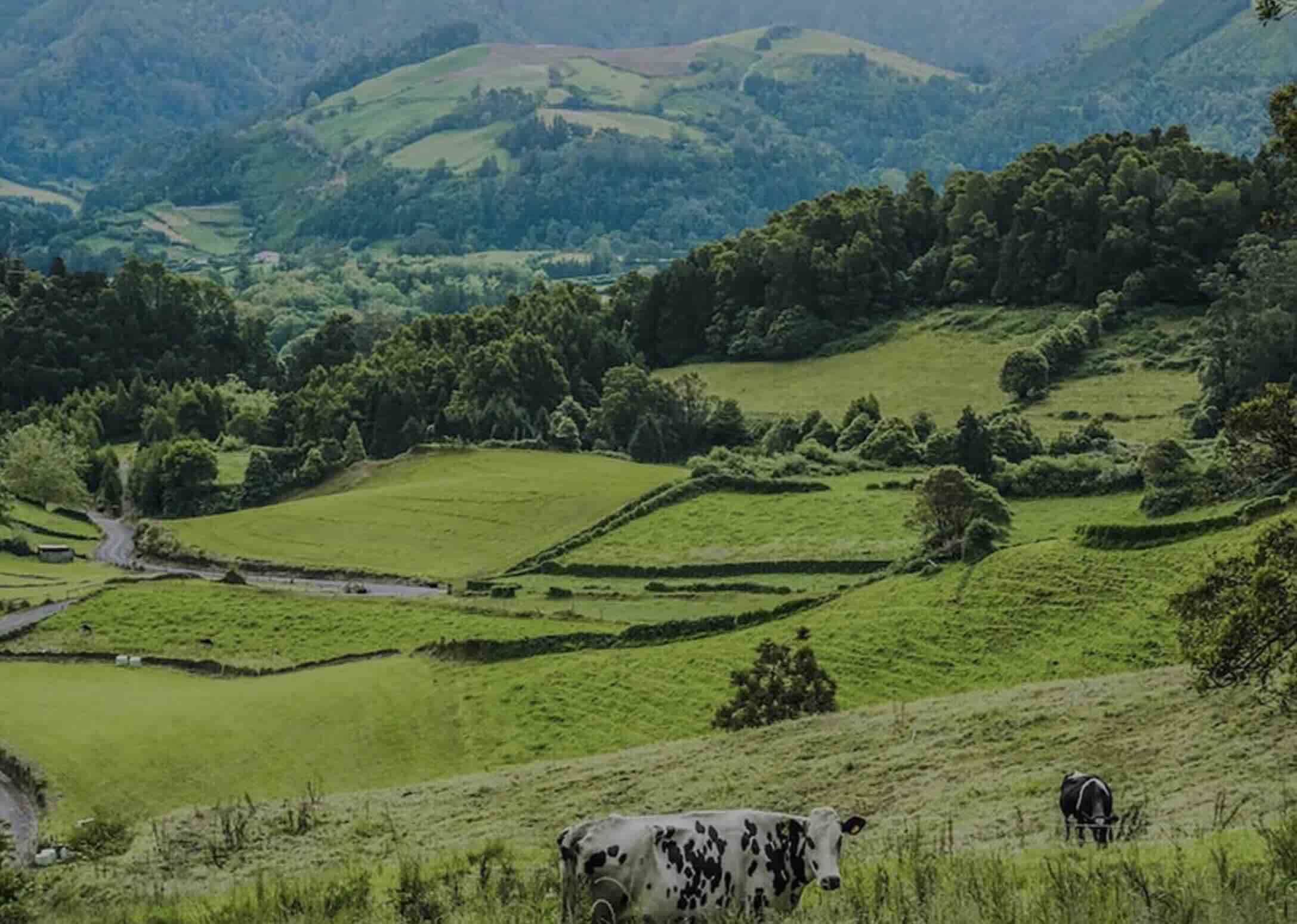 Upcountry