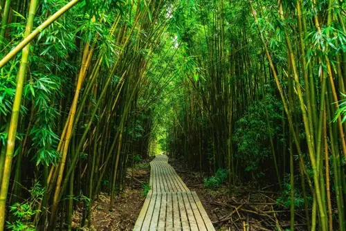 Road to Hāna · Families with Older Kids