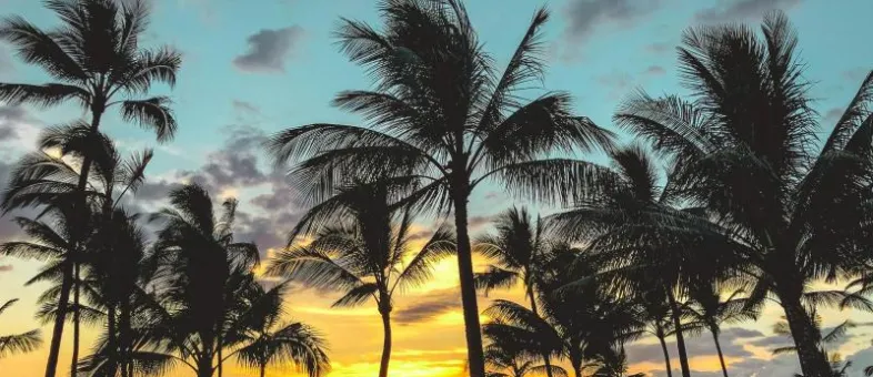 North Shore · Solo