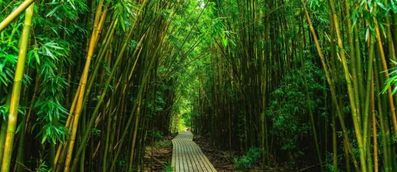 Road to Hāna · Families with Older Kids