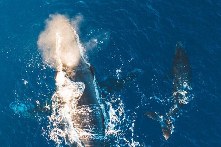 Lahaina Maui Morning Whale Watch in the Humpback Sanctuary — photo 8