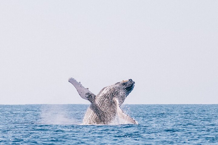 Lahaina Maui Morning Whale Watch in the Humpback Sanctuary — photo 9