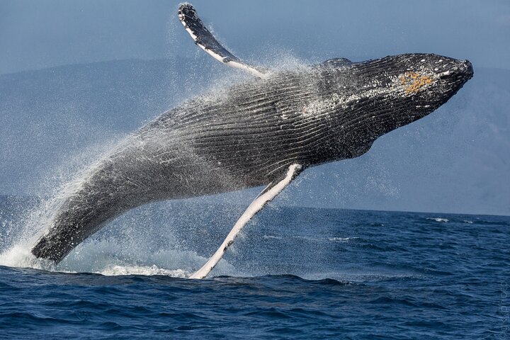 Lahaina Maui Morning Whale Watch in the Humpback Sanctuary — photo 10