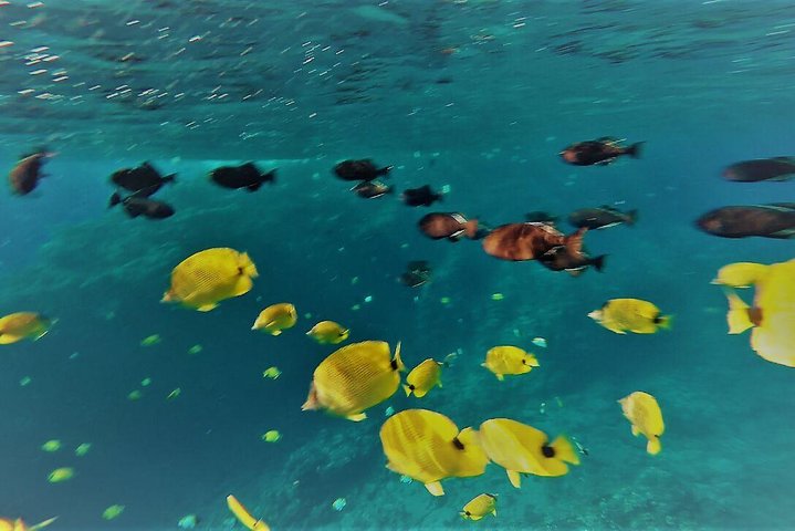 Molokini Crater Snorkel and Turtle Cove High Quality Adventure!
